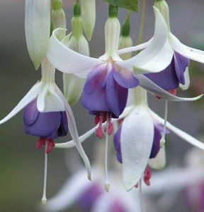 los pendientes de la reina los pendientes de la reina