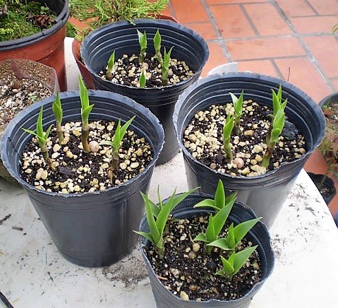 Duración Del Poder Germinativo Duración Del Poder Germinativo